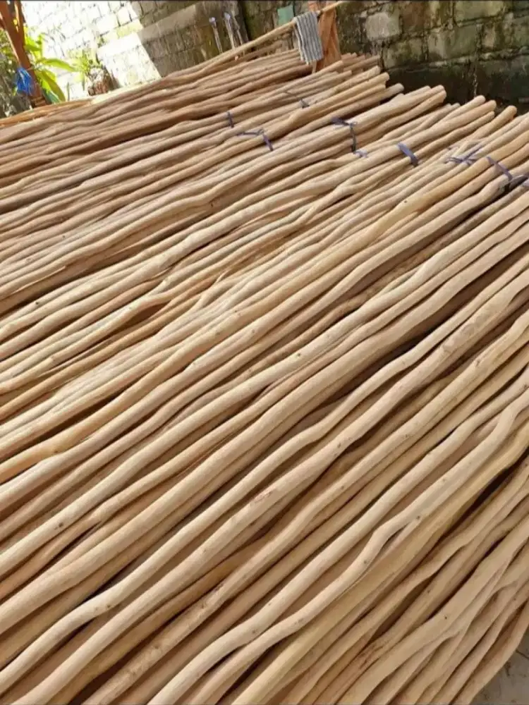 Kayu galam Kalimantan