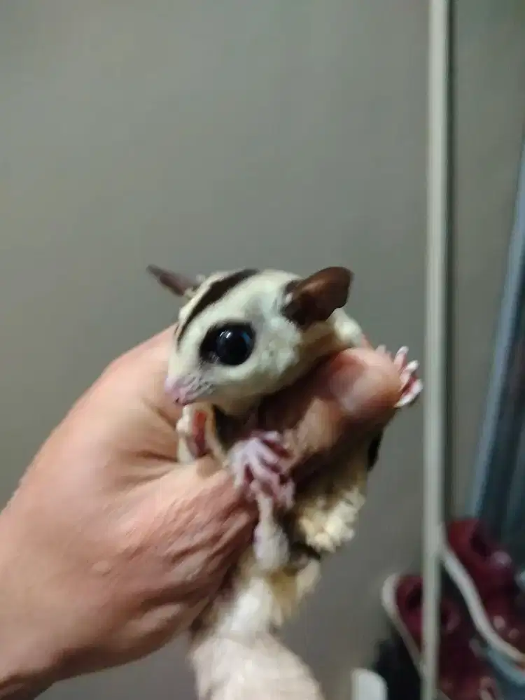 Sugar Glider White Face