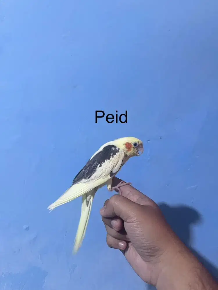 falk cockatiel jinak total aman untuk anak anak