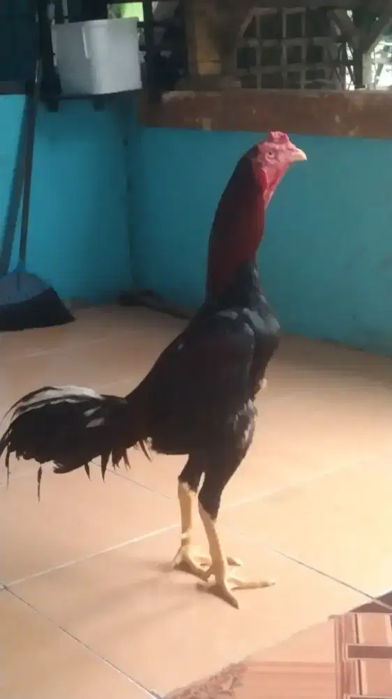 Ayam jago Bangkok x shamo japan
