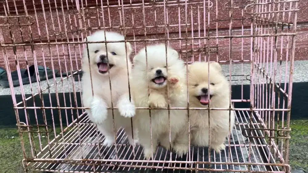anak anjing minipom no mix jantan dan betina