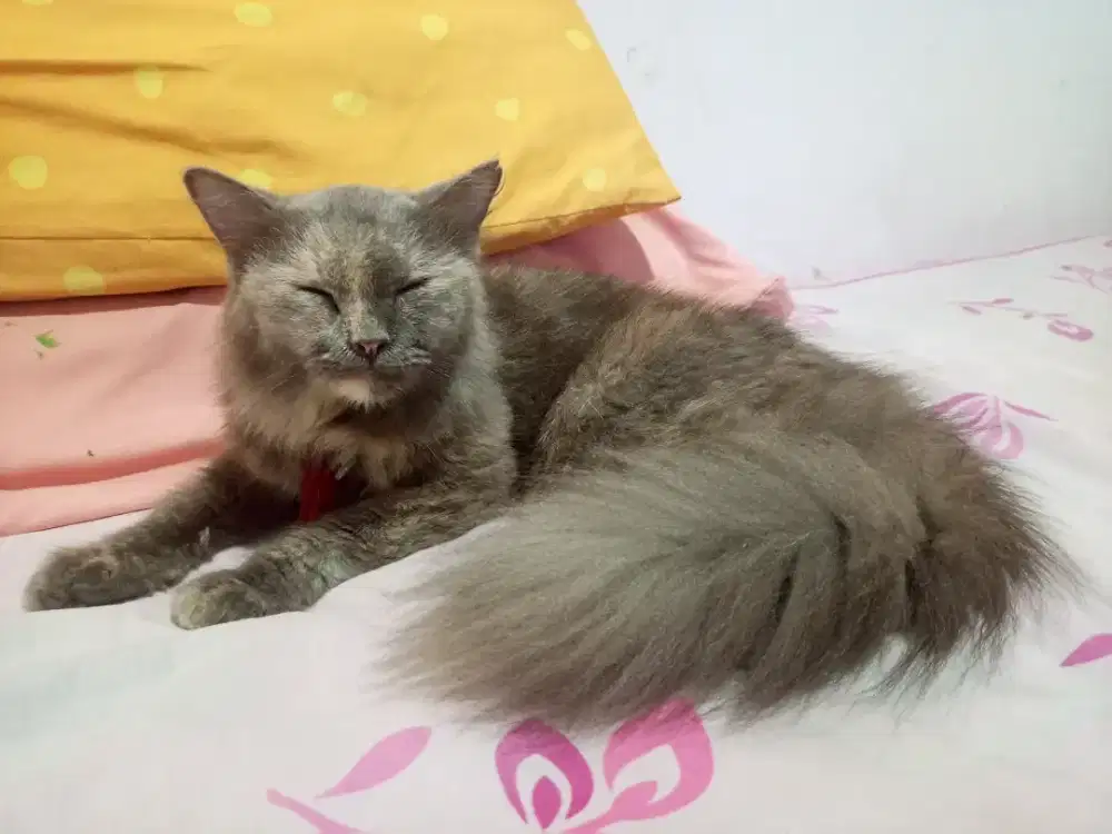 Kucing jinak dan setia