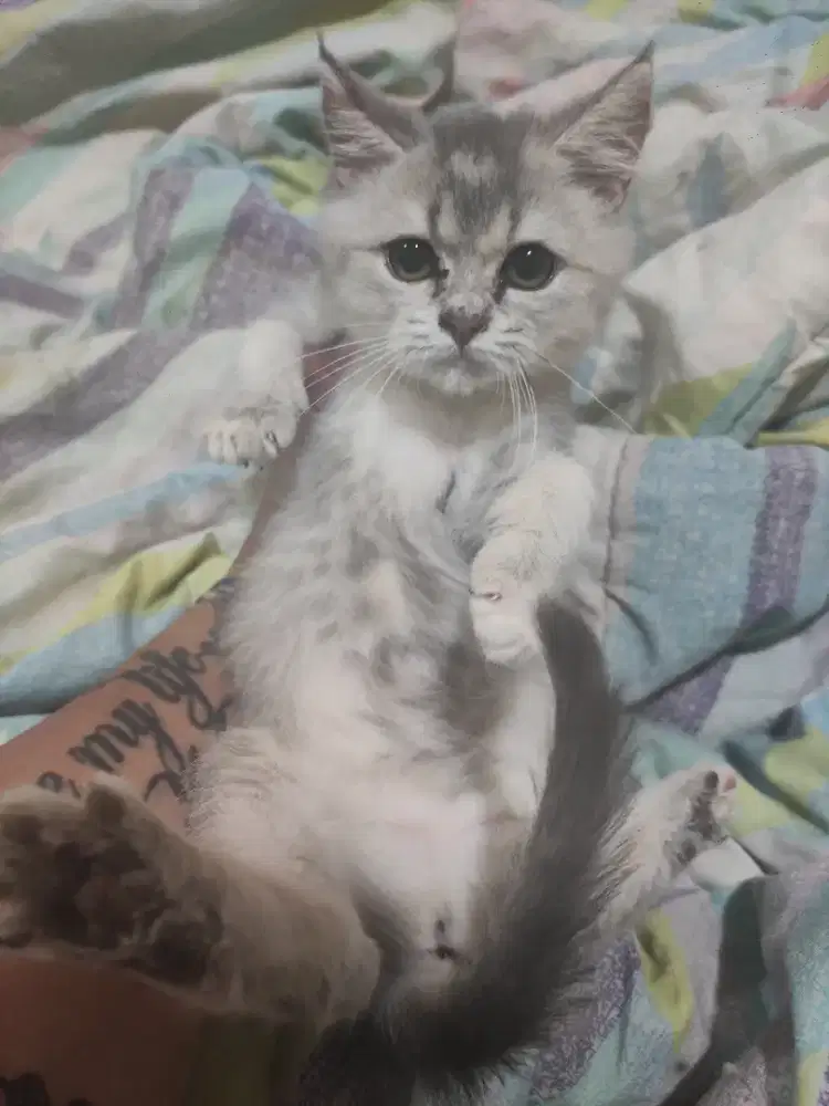 Kitten british short hair betina golden blue 3bulan betina