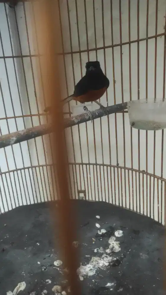 Jawara gacor prestasi fulset