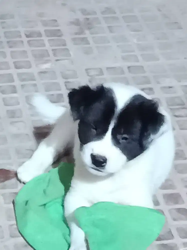 Puppy Border Collie