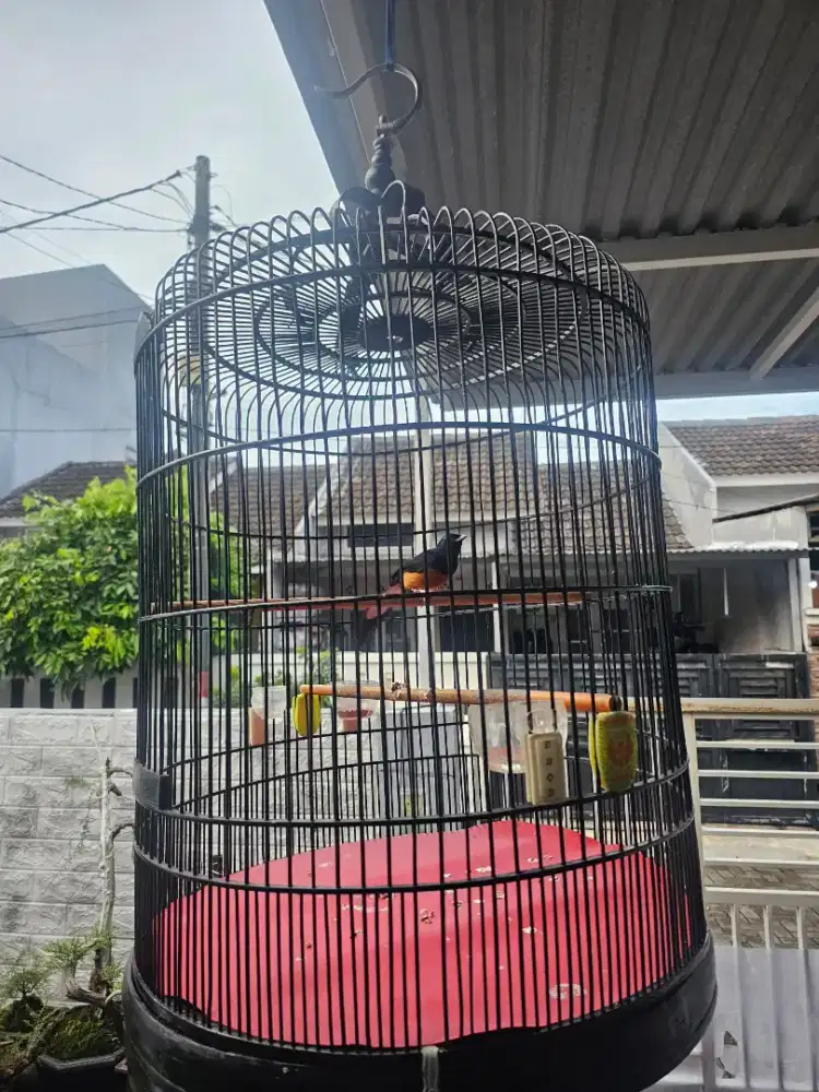 JUAL MURAI BARU MEDAN GACOR MASIH