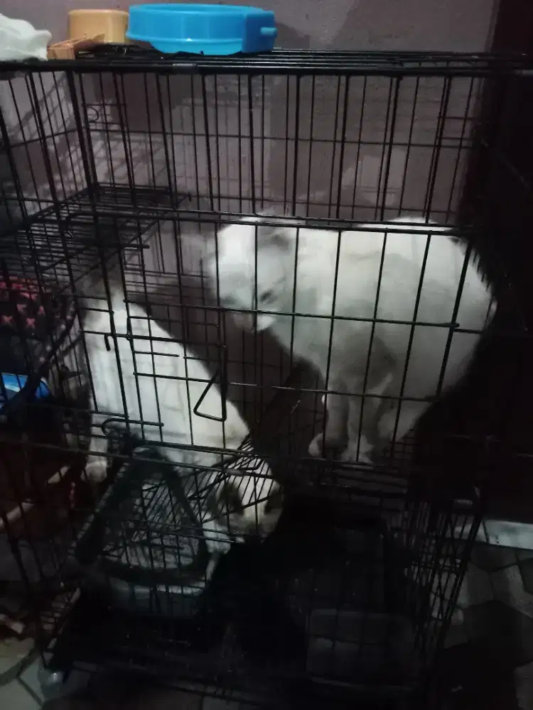 Di jual 2 kucing Himalaya