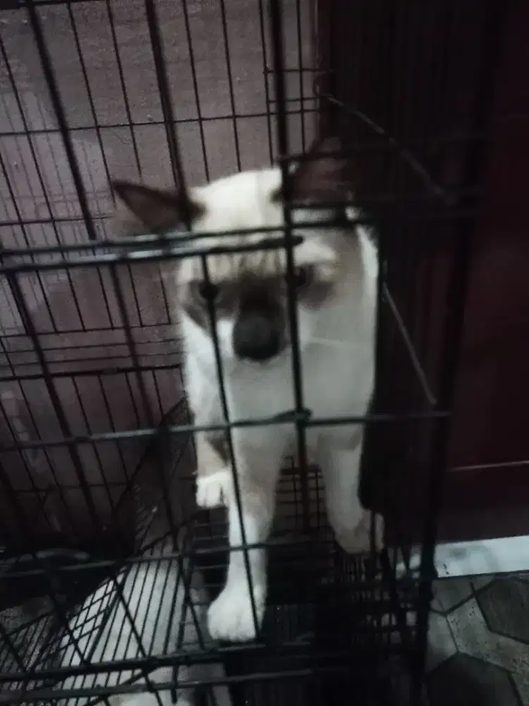 Di jual 2 kucing Himalaya