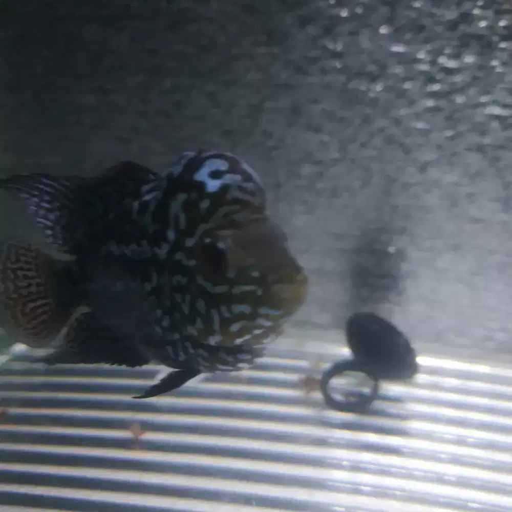 Louhan black kamfa cilnong