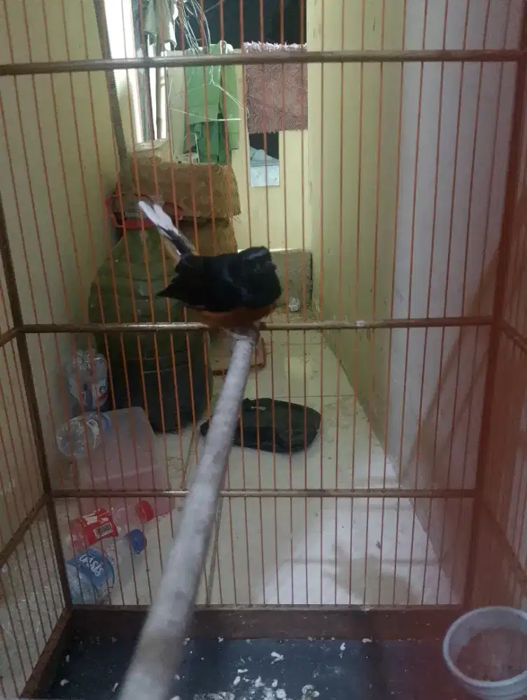 Murai batu Muda Hutan