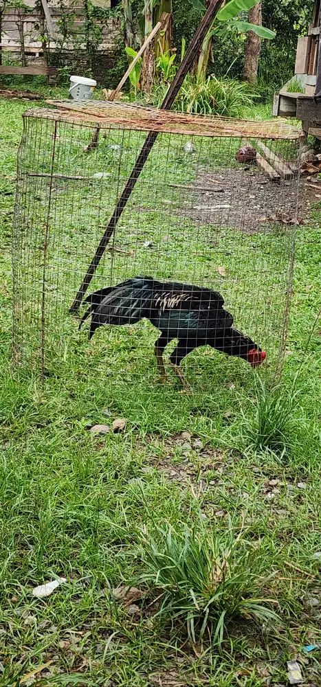 Jual ayam usia 5 bulan lebih