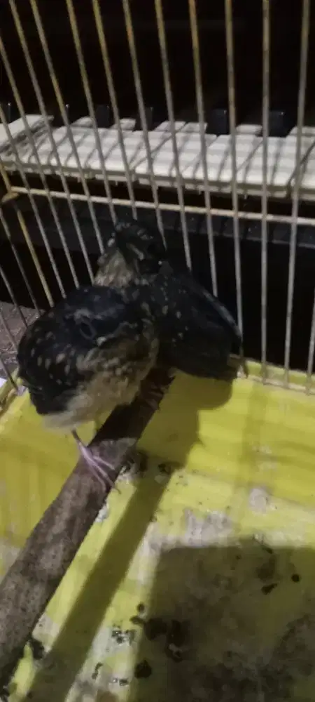 Murai batu medan lolohan