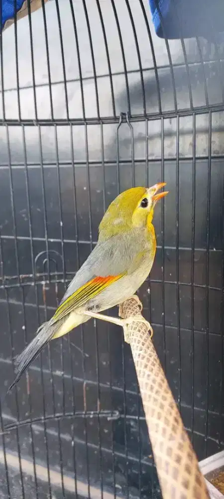 Burung r0bin MH purtotal bunyi