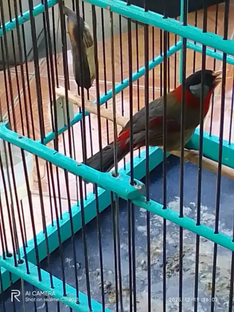 Burung pancwarna MH purtoal bunyi