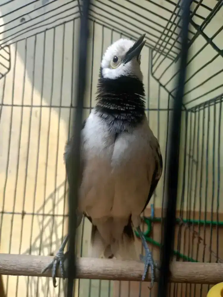 Jalak hongkong gacoran