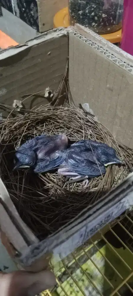 Murai batu medan cindilan