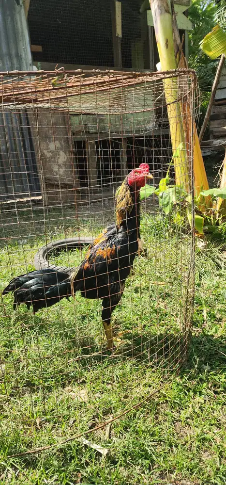 Jual ayam usia 5 bulan lebih