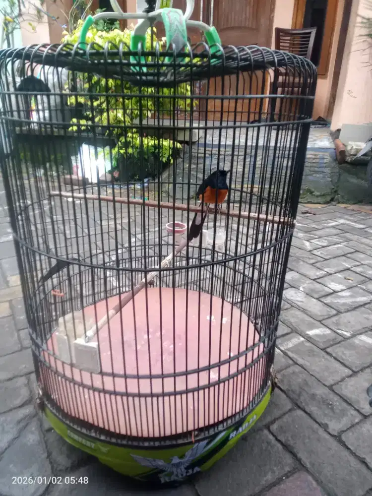 Murai batu Medan ekor standar