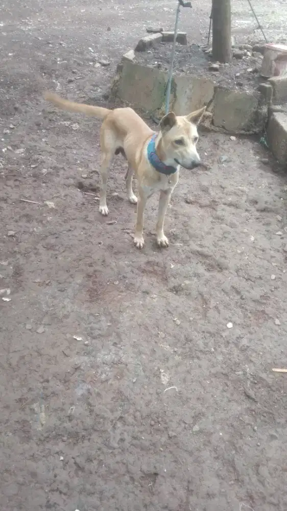 wels corgi pembroke wels corgie betina