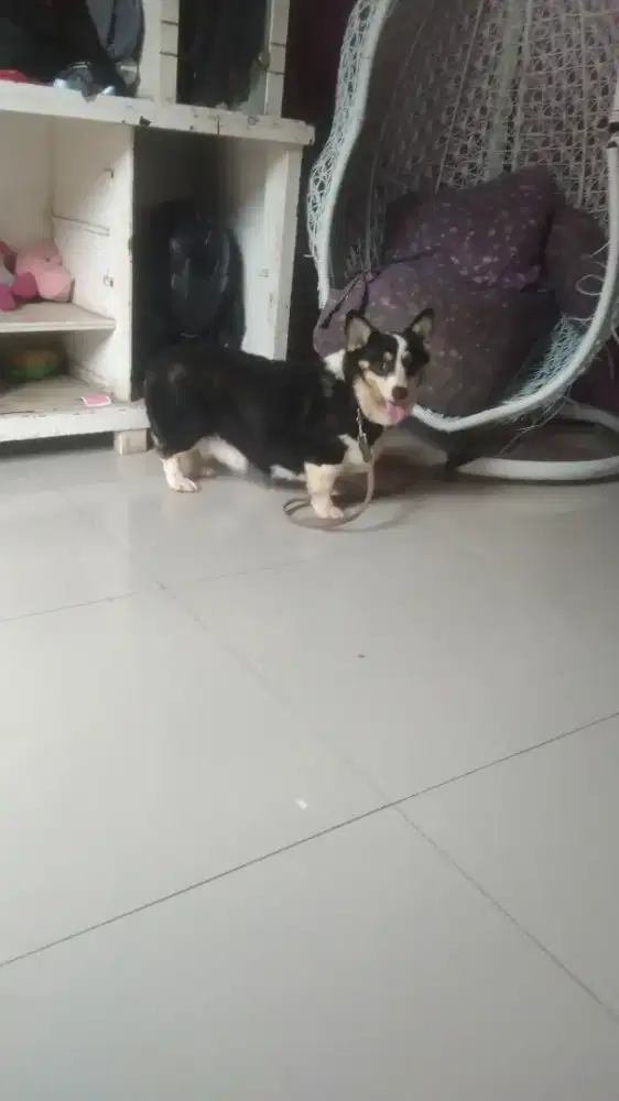 wels corgi pembroke wels corgie betina