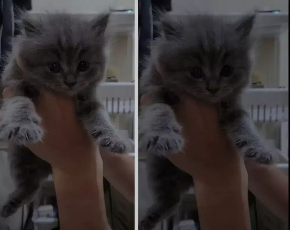 Kucing kitten British Abusolid Female