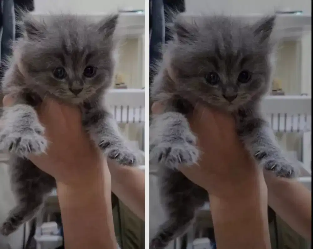 Kucing kitten British Bluesolid Superlucu