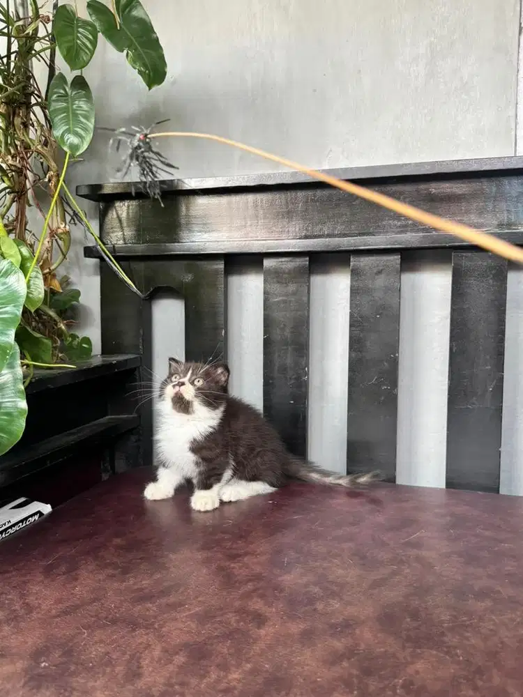 KUCING MUNCHKIN SCOTISH FOLD