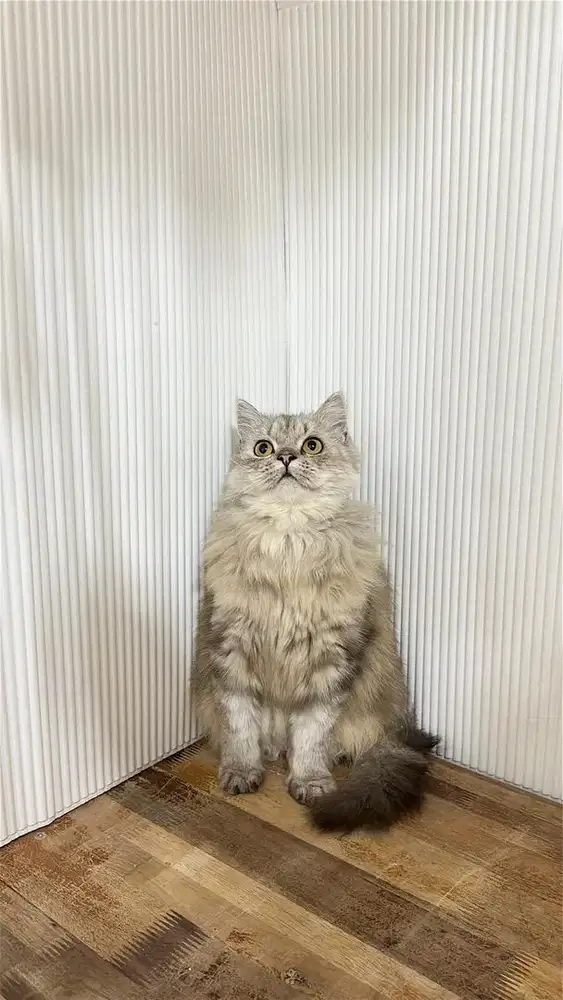 kucing persia betina tabby