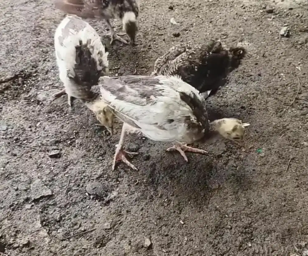 anak merak/merak blorok/ayam hias/ayam/merak india/merak biru