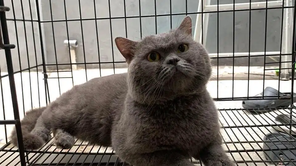 Kucing BSH solid blue jantan 2 tahun