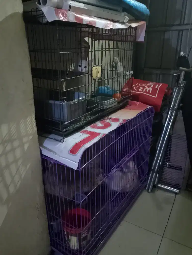 jual kandang kucing