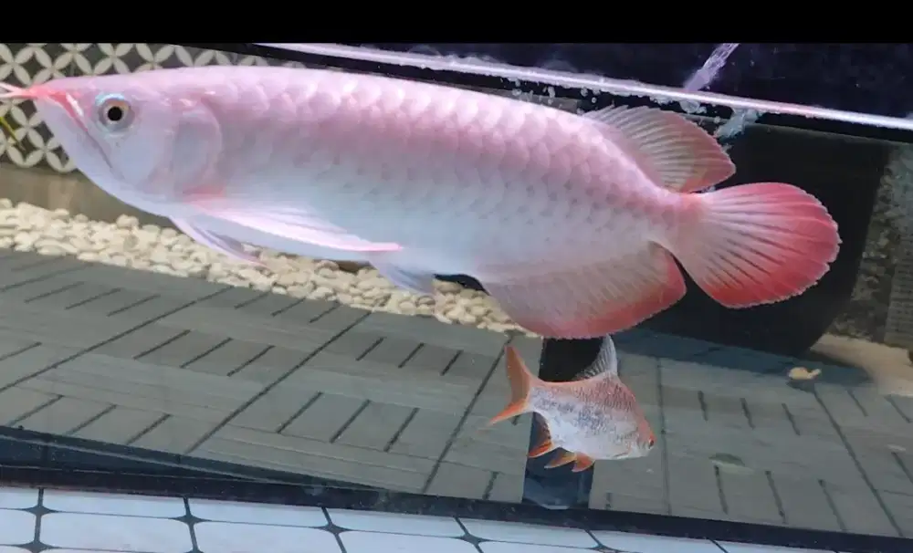 Arowana Sr 30cm -+