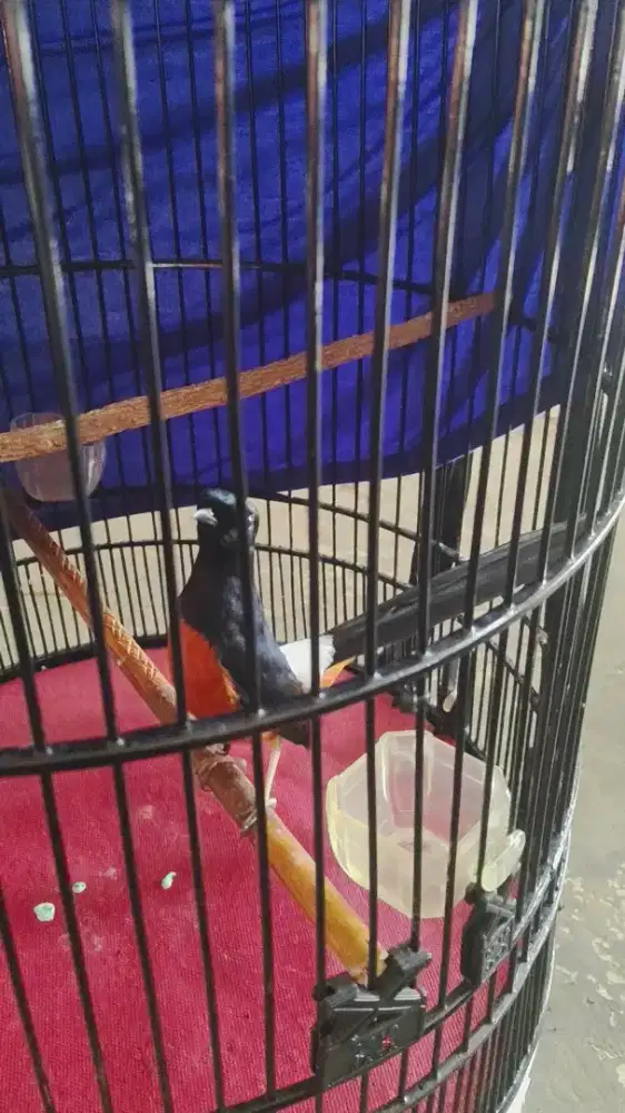 Muraii gacorr bocor lomba prestasi