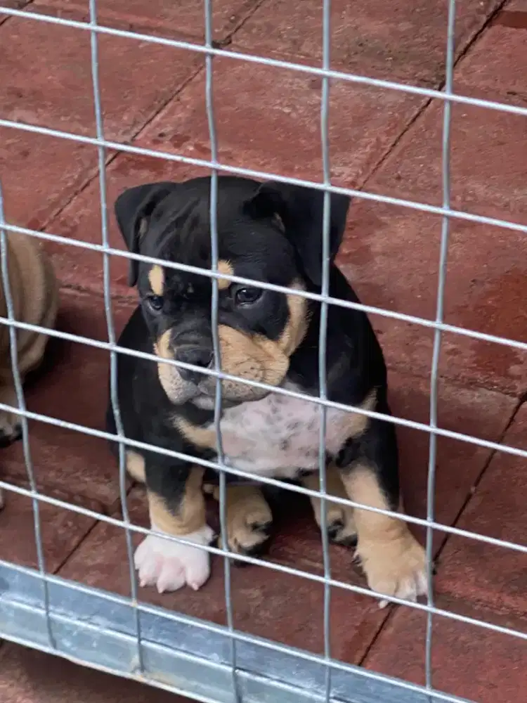 Anakan anjing buly poket