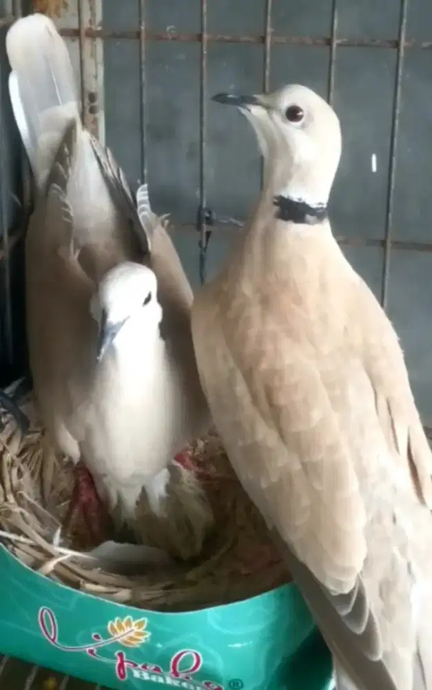 Puter pelung sepasang anggungan panjang.