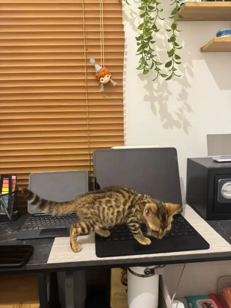 Kucing spotted B3n9al motif cantik