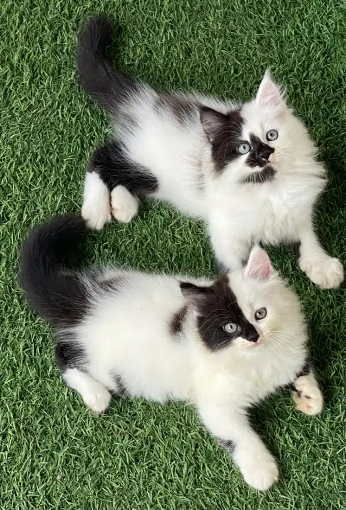 Kucing kitten ras persia longhair jantan