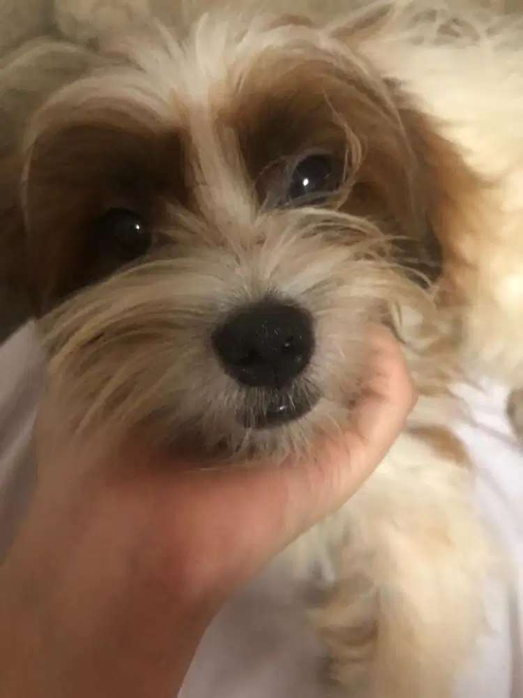 open adopt shitzhu jantan