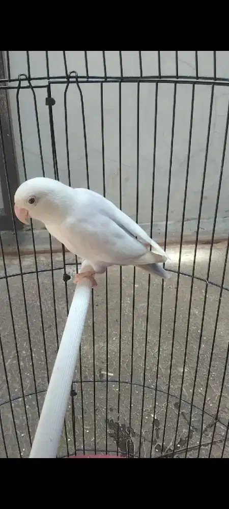 Lovebird bio ewing pf vio betina mapan