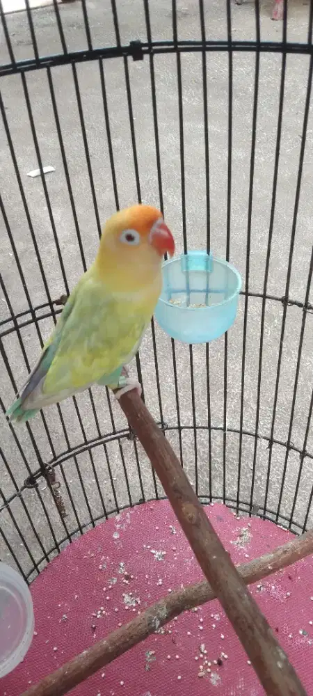 Lovebird pb pf/bio jantan mapan
