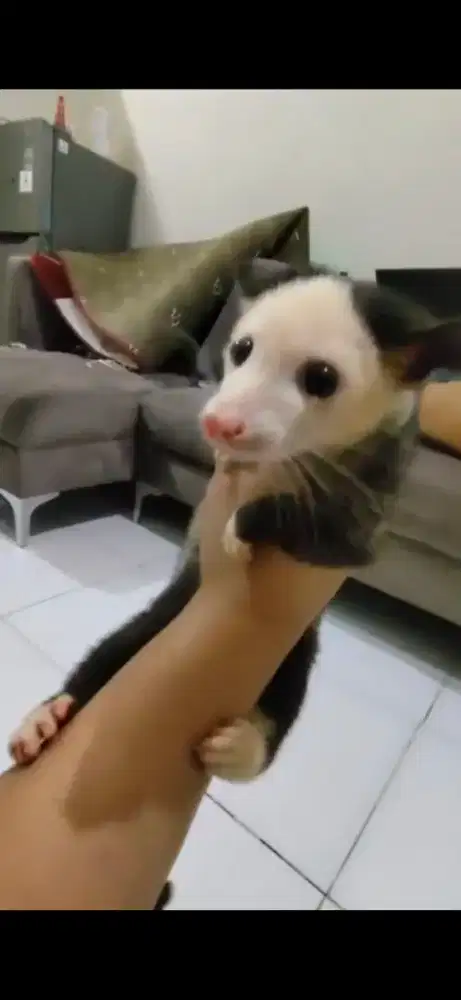 Musang pandan mozaik