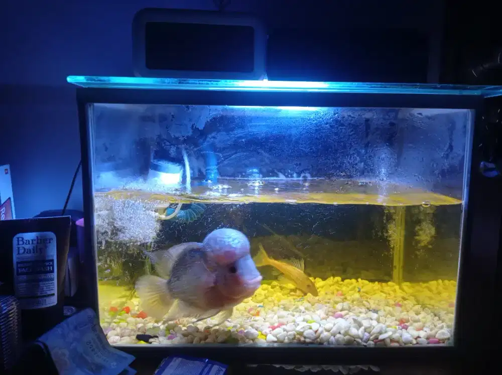 Jual Akuarium dan kelengkapannya