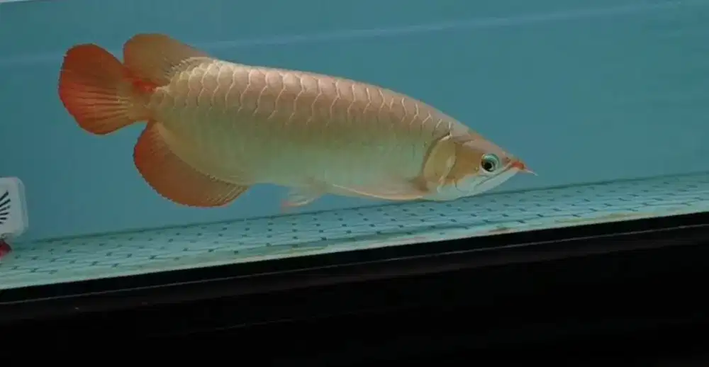 Arowana Super Red Size 45cm