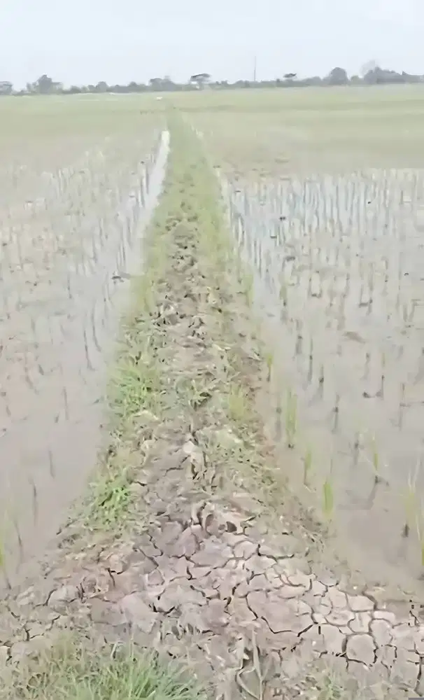 Jual/Sewa Sawah Luas 2 Ha - Subur, Dekat Sumber Air & Akses Mudah