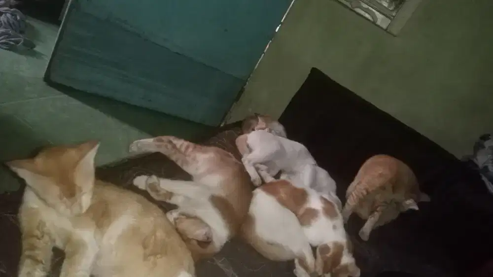 Adopt gratis kucing betina anakan