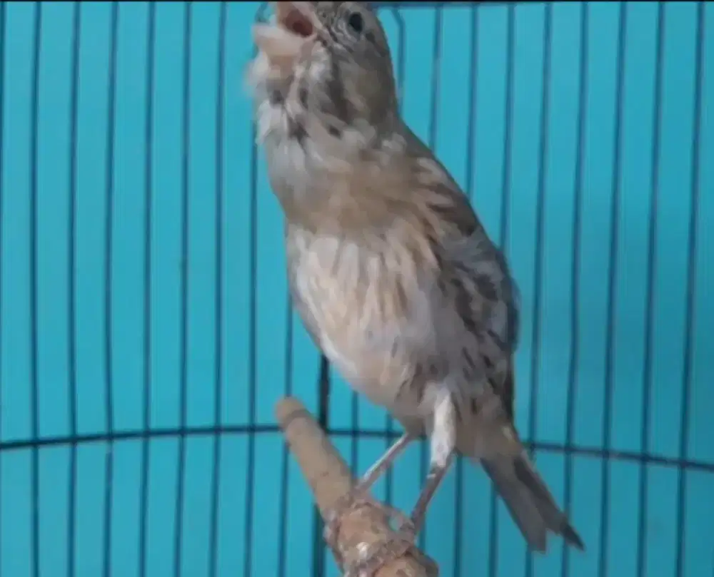 Kenari gacor isian ciblek  fullset