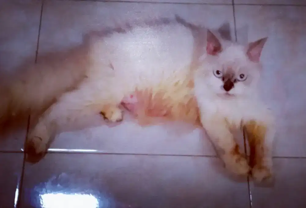 Indukan ragdoll proven siapa cepat dia dapat