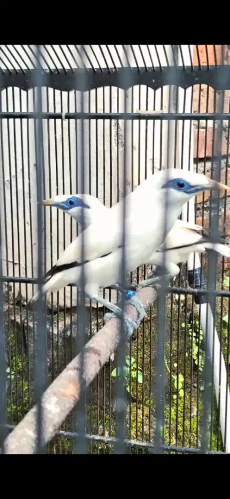 Jalak sepasang remaja