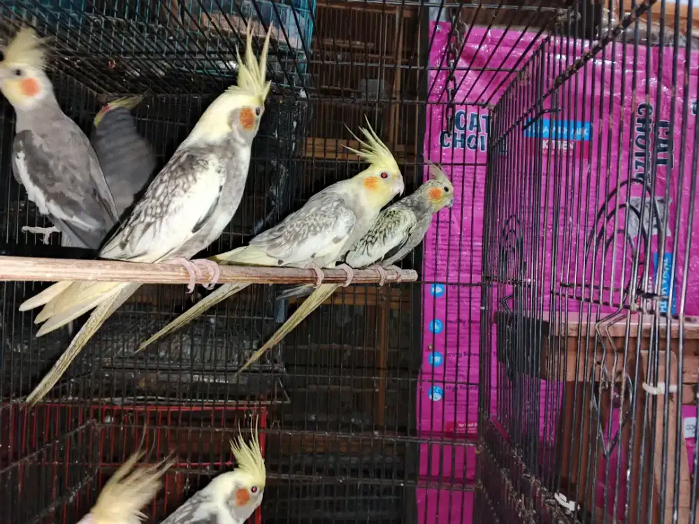 Parkit Australia betina