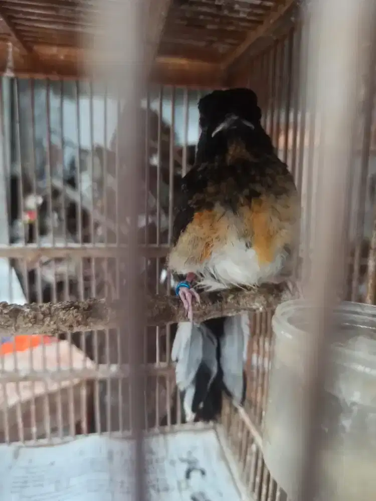 Trotol murai batu Medan Betina